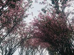 -棕榈MALL