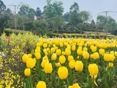-都江堰玫瑰花溪谷