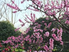 -南汇桃花村