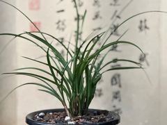 -正源安吉白茶特产享购商场(安吉店)