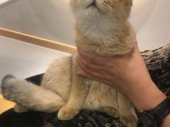 -飞行喵MR PILOT|猫舍·猫咖(静安大融城店)