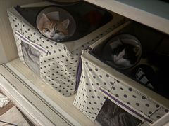 -艾吉宠物医院·疑难杂症转诊中心·猫友好(碧江路院)
