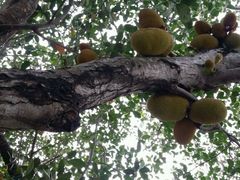 android_upload_pic-三亚亚龙湾凯莱仙人掌度假酒店