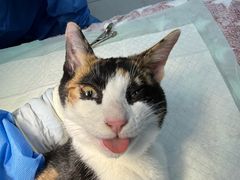 -仁普宠物诊所·中兽医·夜诊·狂犬免疫点(住友昌盛新苑店)