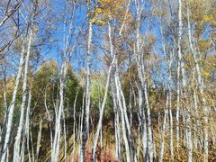 -塞罕坝国家级自然保护区