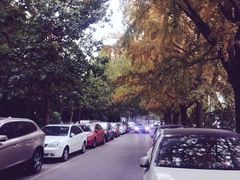 -三里屯东五街银杏大道