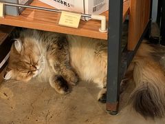 -PETKIT小佩宠物·低压洗护(国顺东路店)