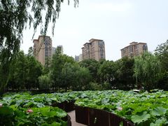 -陈家山荷花公园