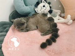 -萌宠主义宠物生活馆(金山路店)