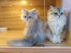 -猫十亿·布偶金渐层·曼基康矮脚猫舍(青年路店)