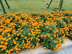 -比格比萨自助(逗号立方店)