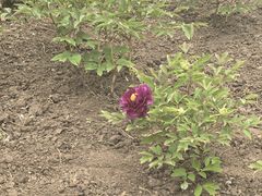 -黑龙江省森林植物园
