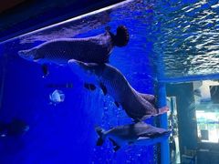 -顺德南宏海立方海洋公园