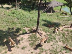 -西霞口神雕山野生动物世界