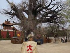 -大槐树寻根祭祖园