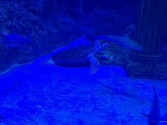 -芜湖新华联大白鲸海洋公园