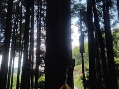 -武陵山森林公园