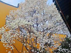-龙华寺
