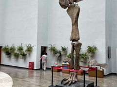 -自贡恐龙博物馆