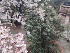 -武汉大学-樱园