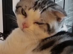 -Cappucimeow猫咪咖啡馆(韦伯时代店)
