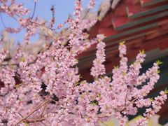 -桃花堤公园