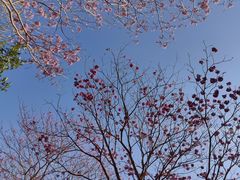 -天适樱花悠乐园