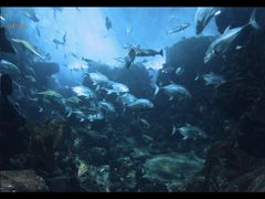 -太平洋海底世界