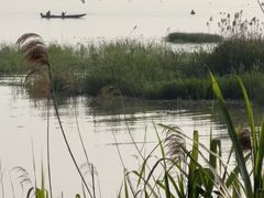 -洪湖湿地生态园