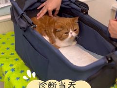 -凯特喵百思猫专科医院