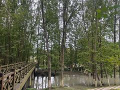 -桤木河湿地公园