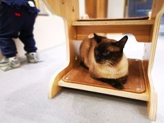 -飞行喵MR PILOT|猫舍·猫咖(静安大融城店)