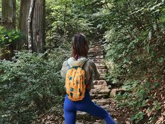 -天目山大树王景区