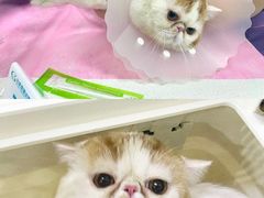 -北京观赏动物医院·24小时大型综合·猫专科·异宠专科