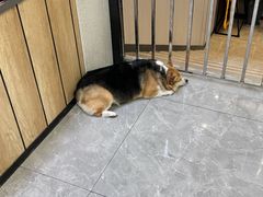 -半岛宠物医院24小时(西派城店)