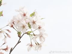 -武汉大学-樱园