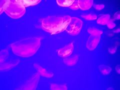 -芜湖新华联大白鲸海洋公园