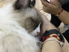 -李小姐の猫咖啡馆(五角场店)