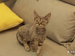 -猫十亿·布偶金渐层·曼基康矮脚猫舍(青年路店)
