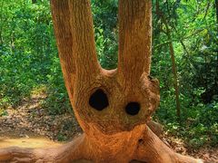 -上海佘山国家森林公园天马山园