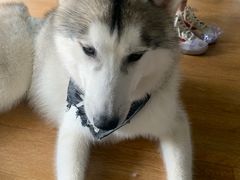 -Husky Go! 哈士奇体验馆·宠物咖啡厅狗咖