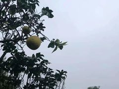 -安仁古镇