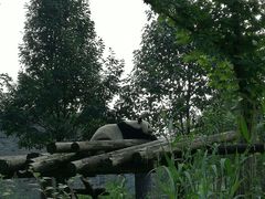 -都江堰中华大熊猫苑