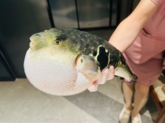 -鲐赏河豚(长寿店)