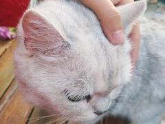 -喵屿·大理花园猫咖