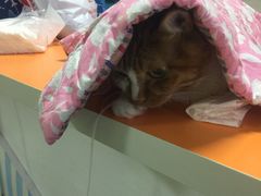 -德元·美联众合24小时动物医院(总院)
