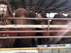 -南宫五洲植物乐园