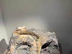 -中国地质博物馆