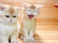-猫十亿·布偶金渐层·曼基康矮脚猫舍(青年路店)