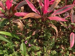 -广西壮族自治区药用植物园